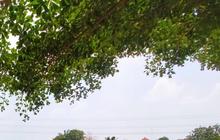Danau Cinere Mengering akibat Kemarau Panjang, Begini Kondisinya