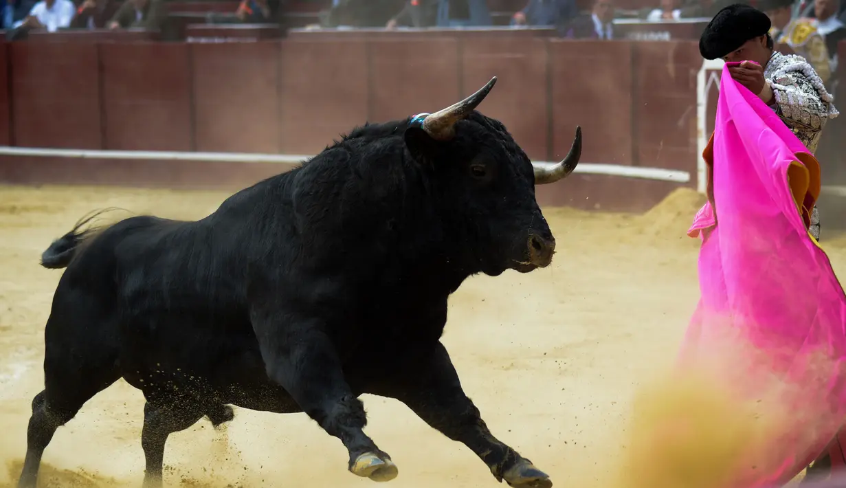 Seorang matador asal Peru Andres Roca Rey Peru Andres Roca Rey menenangkan banteng di arena laga banteng La Santamaria, Bogota, Kolombia, 28 Januari 2018. (AFP PHOTO / Raul Arboleda)