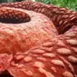 Gambar yang dirilis 3 Januari 2020, bunga Rafflesia Tuan Mudae yang mekar di Cagar Alam Maninjau, Kab. Agam, Sumatera Barat. Bunga mekar sempurna pada Rabu (1/1) diameter bunga Rafflesia itu memecahkan rekor bunga terbesar di lokasi itu pada 2017 yang diameternya 107 cm. (HO/West Sumatra BKSDA/AFP)
