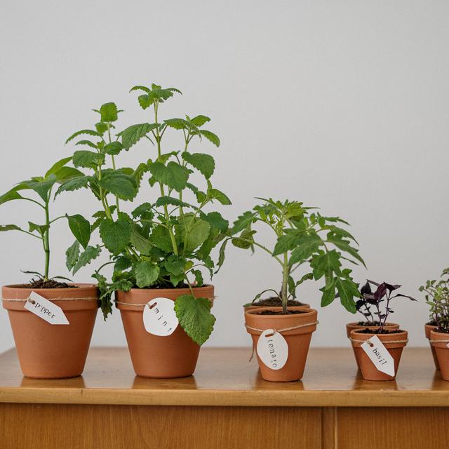 12 Macam Macam Tanaman Obat Dan Gambarnya Bisa Ditanam Di Rumah Hot Liputan6 Com