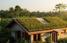 8 Ide Rumah Compact dengan Rooftop Garden: Tahan Panas dan Anti Bocor