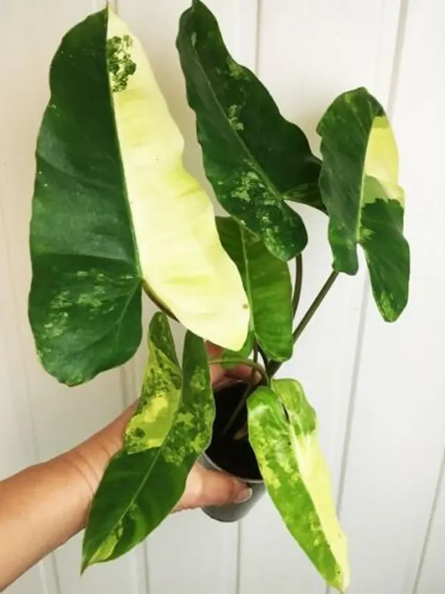 Philodendron variegata