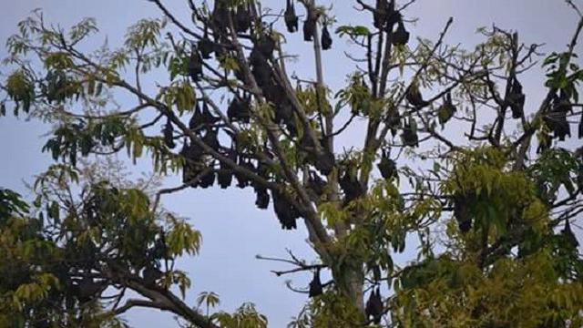 Kisah Kelelawar Pelindung Warga Kota Sejak Ratusan Tahun Lalu