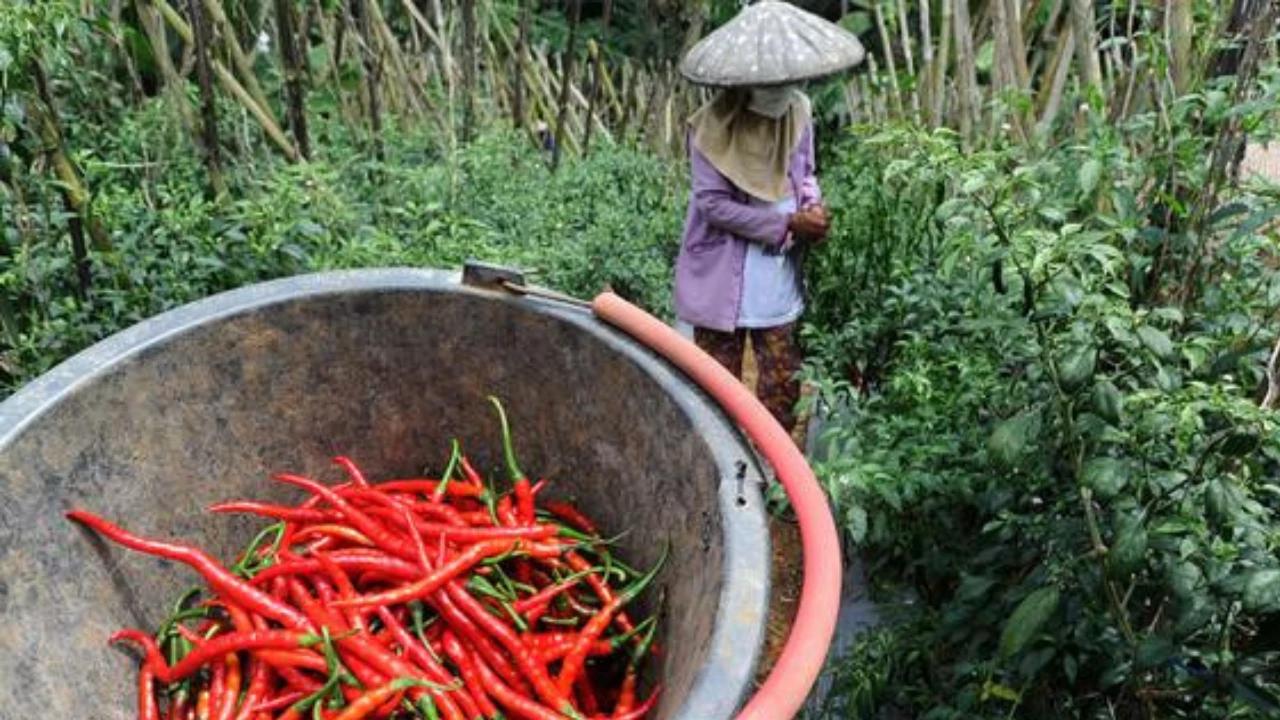 Harga Anjlok, Petani Cabai Menjerit karena Biaya Produksi Lebih Mahal dari Harga Jual