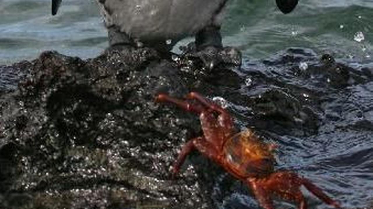 15 Hewan Langka yang Hanya Ada di Kepulauan Galapagos