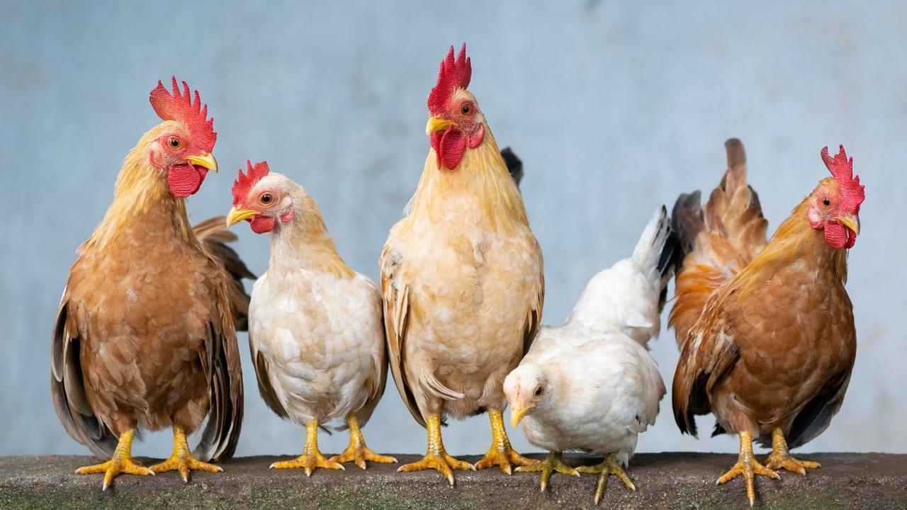 Ayam hias milik Tarmudi