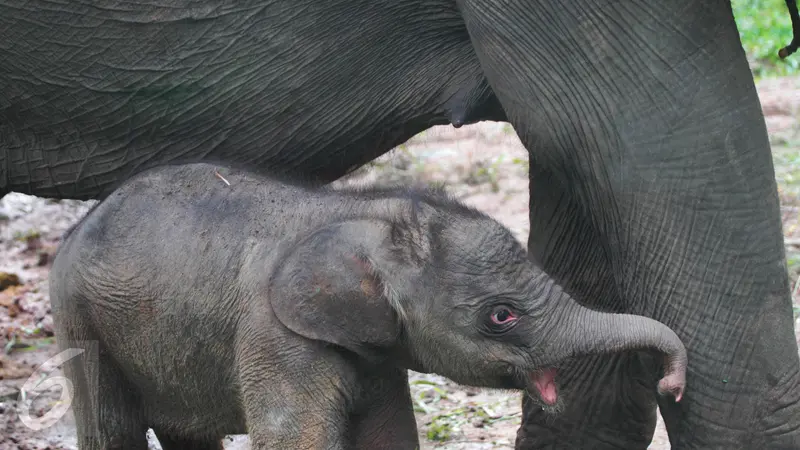 Bayi Gajah Betina Lahir