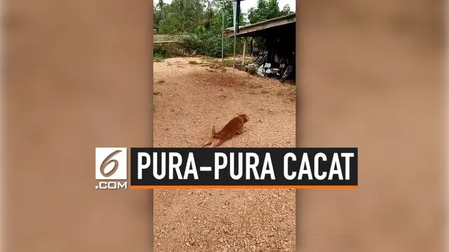 VIDEO: Anjing Pura-pura Cacat Demi Cari Perhatian