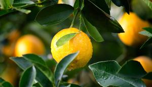 Tips Menanam Daun Jeruk Supaya Tidak Dimakan Ulat (Pexels)