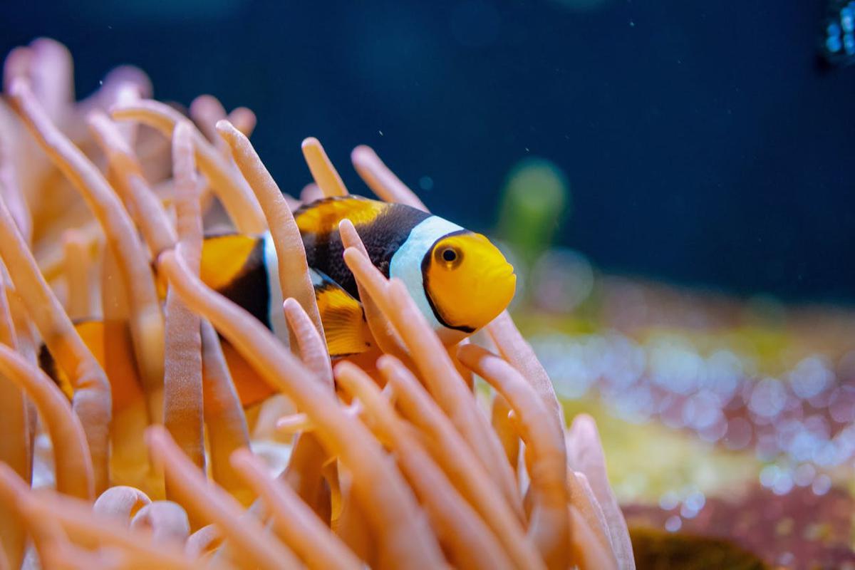 Ilustrasi Clownfish di Anemon Laut