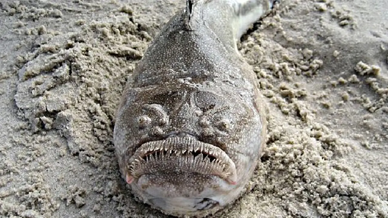 Heboh, Penampakn Ikan Berwajah Aneh Gegerkan Warga 