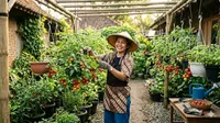 Cara Membuat Kebun Tomat Gantung Anti Roboh saat Angin Kencang, Ini 4 Langkahnya