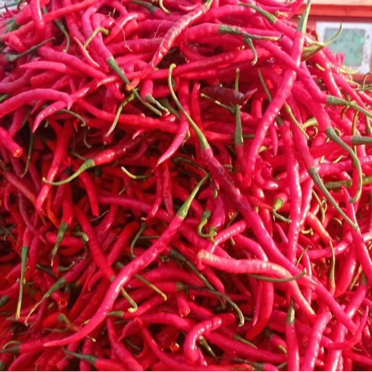 Harga Cabai di Lebak Turun Drastis hingga Rp8.000 per Kg!