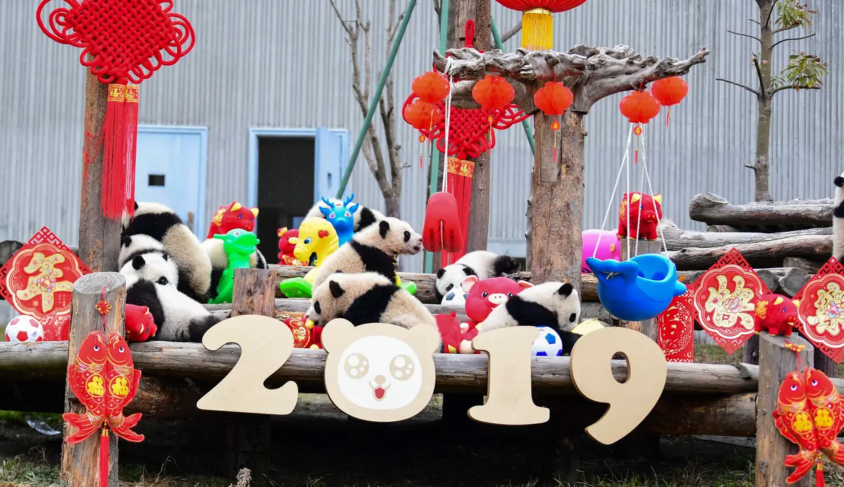 Anak-anak panda bermain di kandangnya dengan dekorasi Tahun Baru Imlek yang dikenal sebagai Tahun Babi, di provinsi Sichuan, China, 31 Januari 2019. Sebelas anak panda yang lahir pada tahun 2018 diperlihatkan kepada publik untuk menyambut Imlek. (STR/AFP)