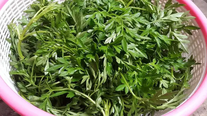 Cara merebus daun kenikir