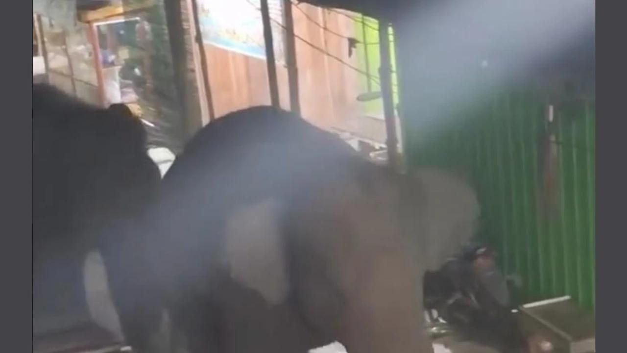 Sepasang Gajah Masuk Pasar Hebohkan Warga OKI