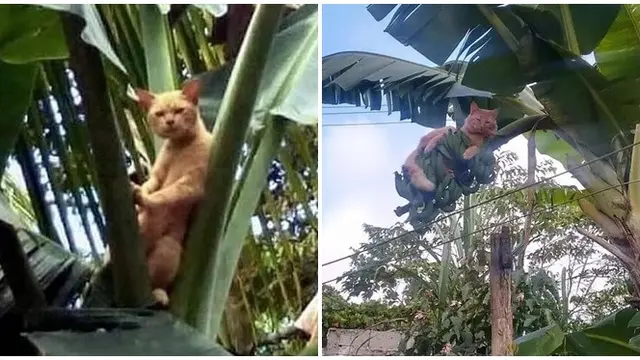 6 Aksi Kucing Santai di Atas Pohon Ini Nyeleneh Pol, Ekspresinya Lucu ...