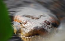 Presenter TV Temukan Anaconda Raksasa di Hutan Amazon, Beratnya 5 Ton dan Dinobatkan Jadi Ular Terbesar di Dunia