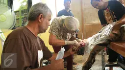 Harimau Sumatera saat menjalani operasi di Taman Nasional Batang Gadis, Sumut, Senin (30/11/2015). Harimau tersebut harus menjalani operasi karena kakinya terluka dan membusuk akibat terkena perangkap Rusa. (Foto: Ori Kakigunung)