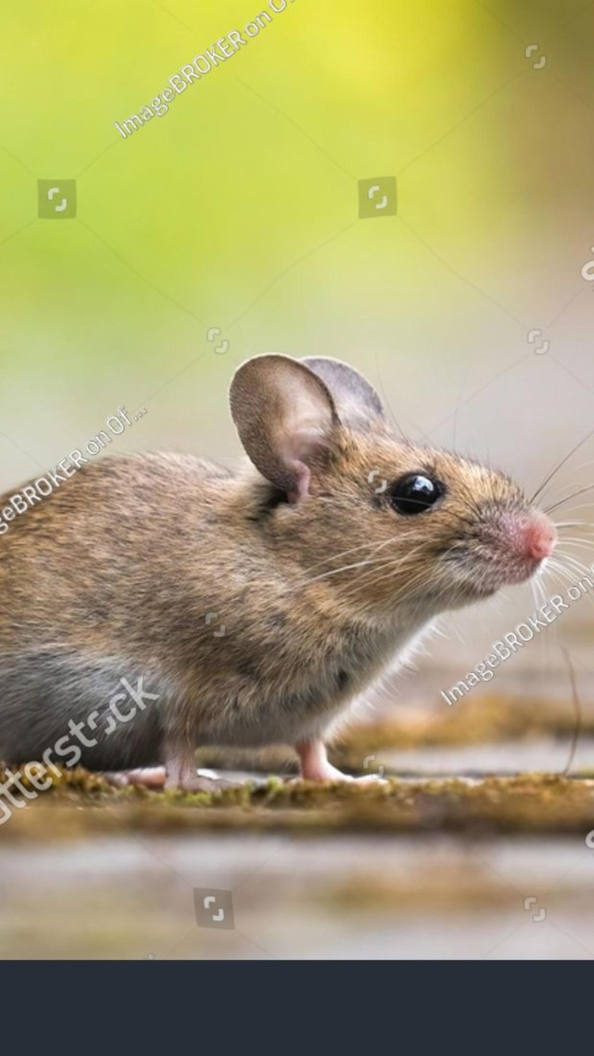 10. Tikus