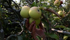 Pengunjung memetik buah apel di salah satu perkebunan kawasan Batu, Malang, Jawa Timur, Rabu (25/9/2019). Apel Malang dihargai Rp 25 ribu hingga Rp 30 ribu per kilogramnya. (Liputan6.com/JohanTallo)