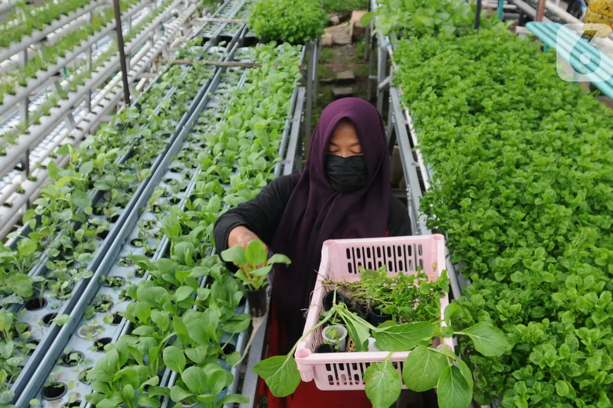 Kebun Hidroponik Ibu-Ibu TNI AL