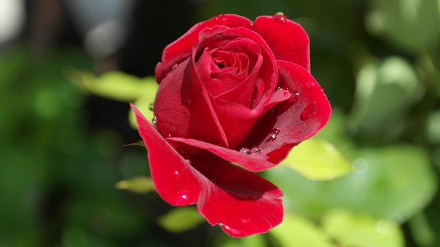 12 Macam-Macam Bunga Mawar Paling Populer, Percantik Halaman Rumah