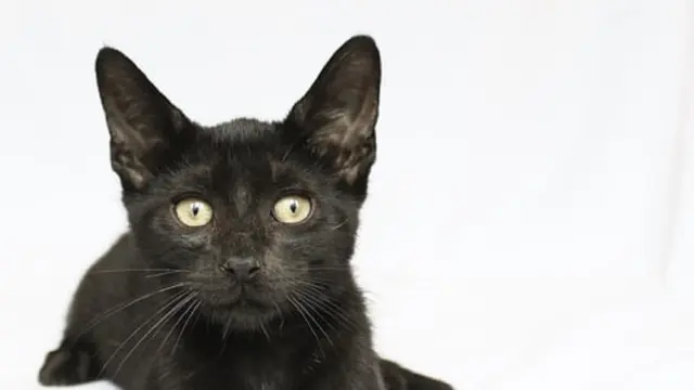 Ilustrasi kucing