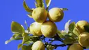 Kandungan asam di dalam lemon bermanfaat untuk memutihkan kulit sekaligus mengelupas sel - sel kulit mati. Caranya cukup dengan mengoleskan air perasan jeruk lemon pada area kulit ketiak lalu didiamkan beberapa saat dan bilas hingga bersih. (AFP Photo)