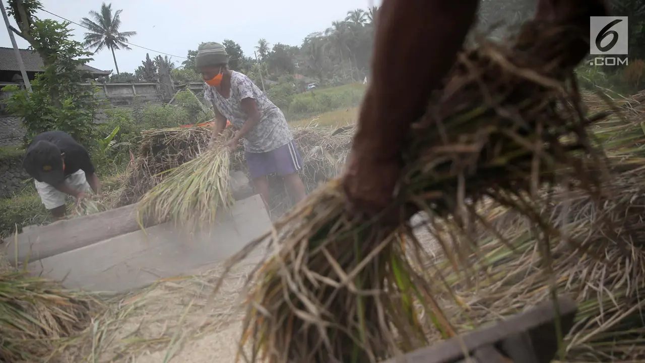 Padi Siap Panen Warga Karangasem Rusak Terkena Abu Vulkanik Gunung Agung