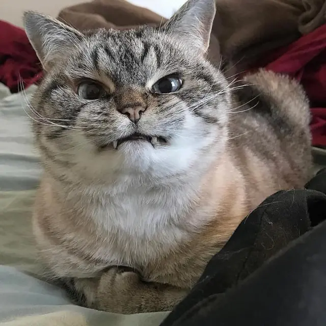 Makin Menggemaskan, Ini 7 Potret Kucing Sedang Ngambek yang Bikin Meringis