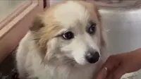 Menyayat Hati, Anjing Pudding Setia Menunggu Pemiliknya yang Tewas dalam Kecelakaan Jeju Air
