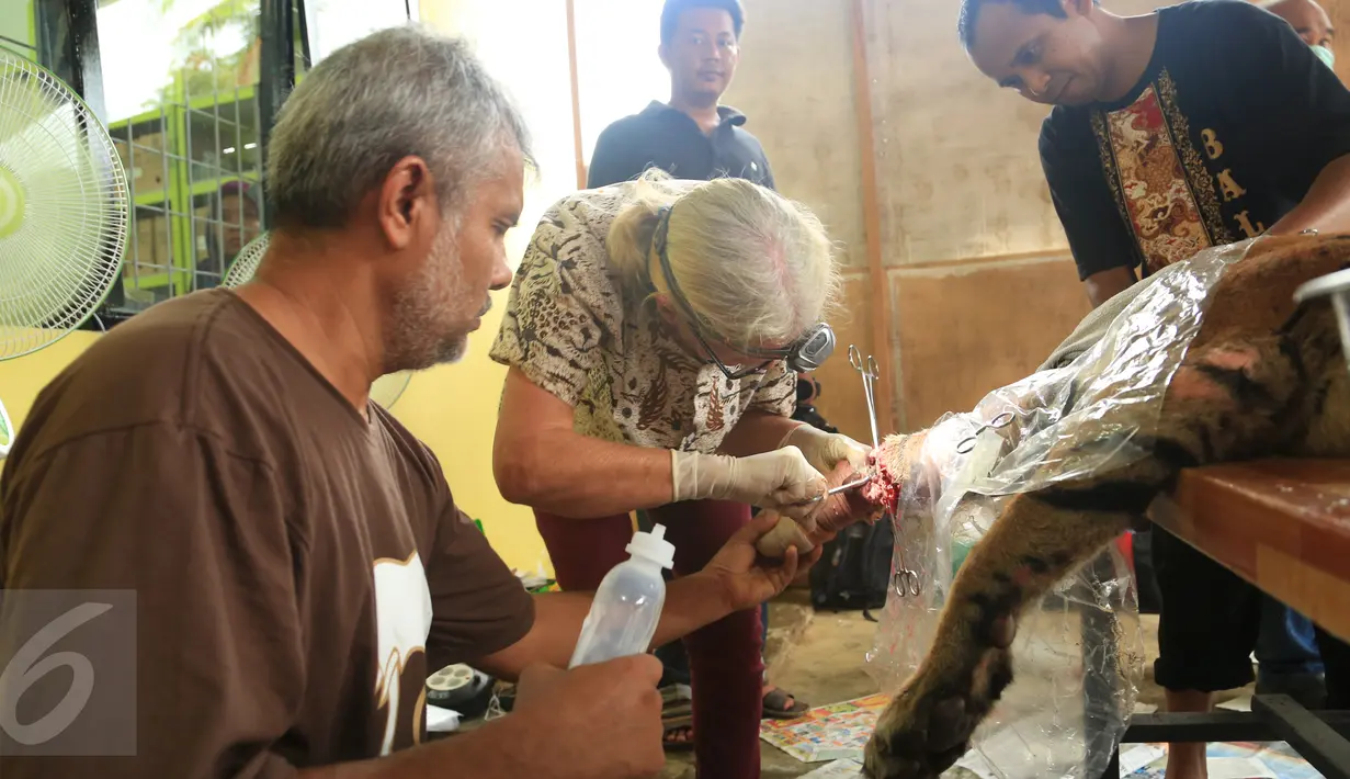 Harimau Sumatera saat menjalani operasi di Taman Nasional Batang Gadis, Sumut, Senin (30/11/2015). Harimau tersebut harus menjalani operasi karena kakinya terluka dan membusuk akibat terkena perangkap Rusa. (Foto: Ori Kakigunung)