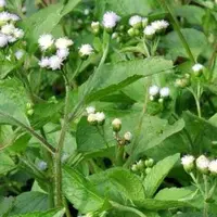 Tumbuhan Bandotan yang dianggap sebagai gulma ternyata mengandung senyawa yang bisa digunakan sebagai obat herbal dan pestisida nabati. (Foto: Liputan6.com/Unsoed/Muhamad Ridlo).