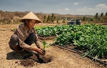10 Sayuran yang Tetap Subur saat Musim Kemarau, Cocok Ditanam di Pekarangan