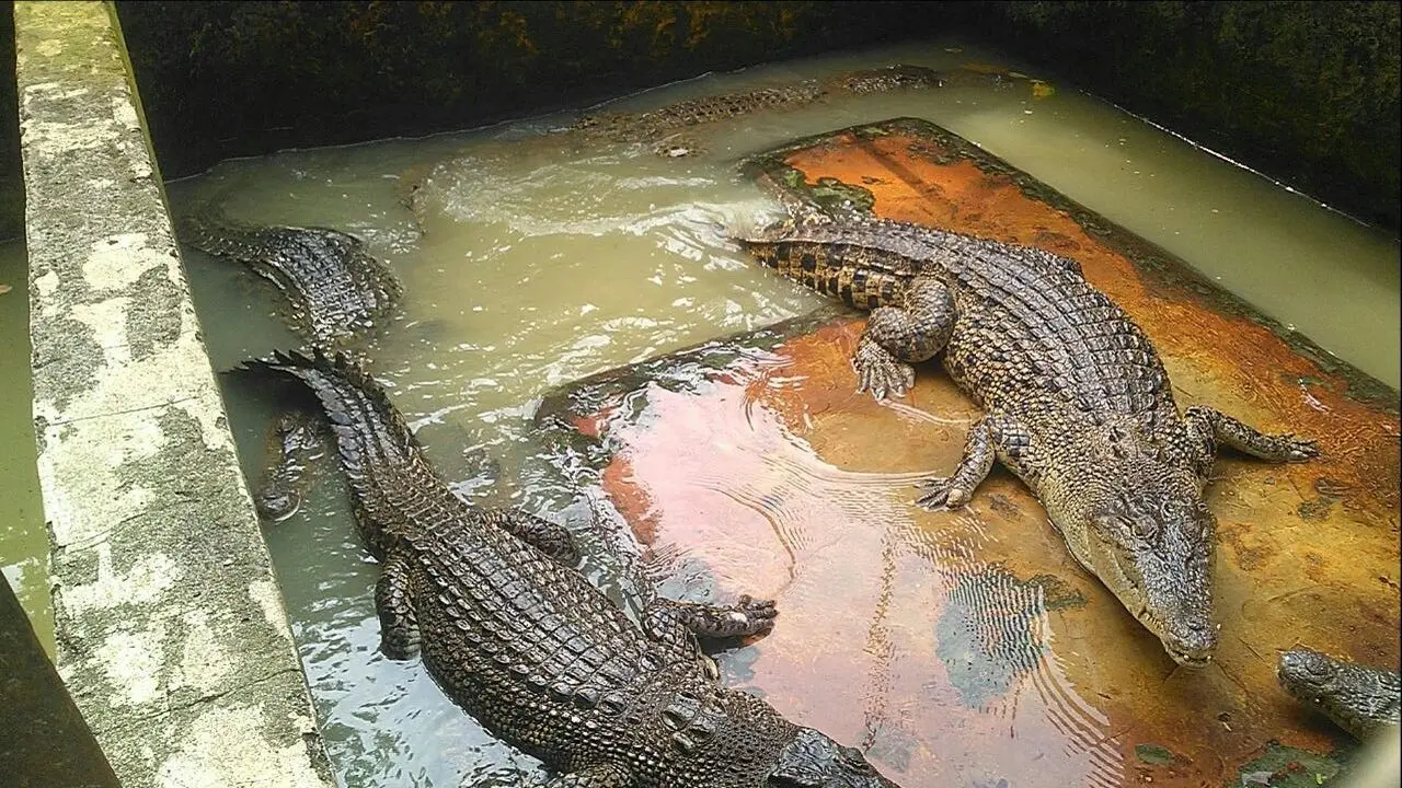 Taman Buaya Asam Kumbang