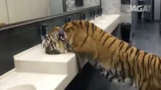 Seorang pria di Rusia memelihara seekor harimau. Sang kucing raksasa kehausan dan minum dari sebuah wastafel di kamar mandi.