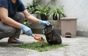 Cara Mengelola Kotoran Hewan di Halaman Rumah agar Tidak Bau dan Mengundang Lalat