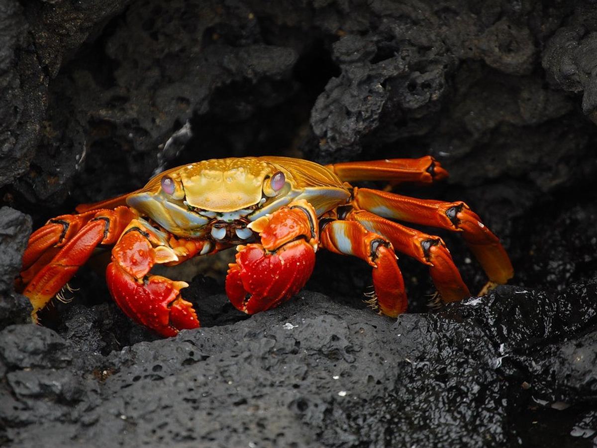 15 Arti Mimpi Tentang Kepiting, Memiliki Tafsir Unik - Ragam Bola.com