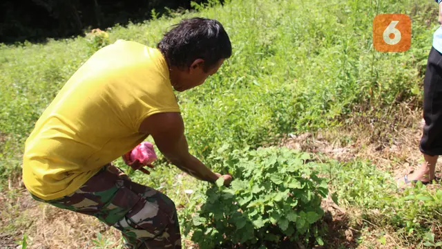 Ramli Sunggungi atau Kawali Ramu Petani Nilam di Bone Bolango