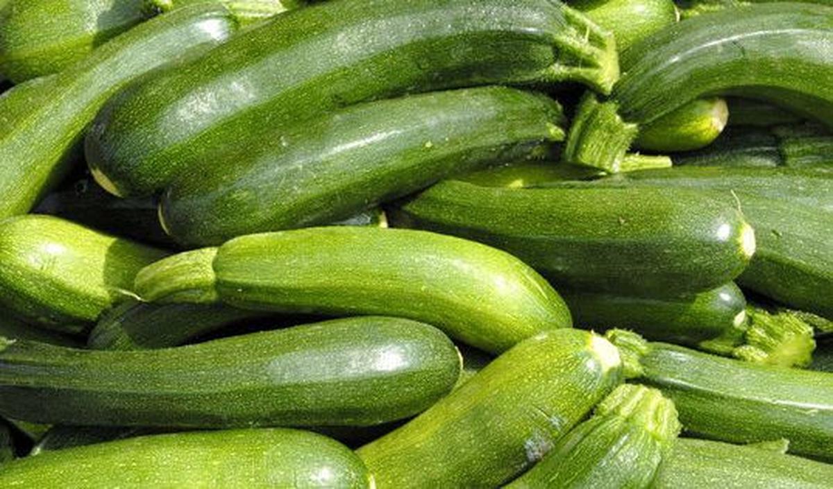 <b>Zucchini</b>