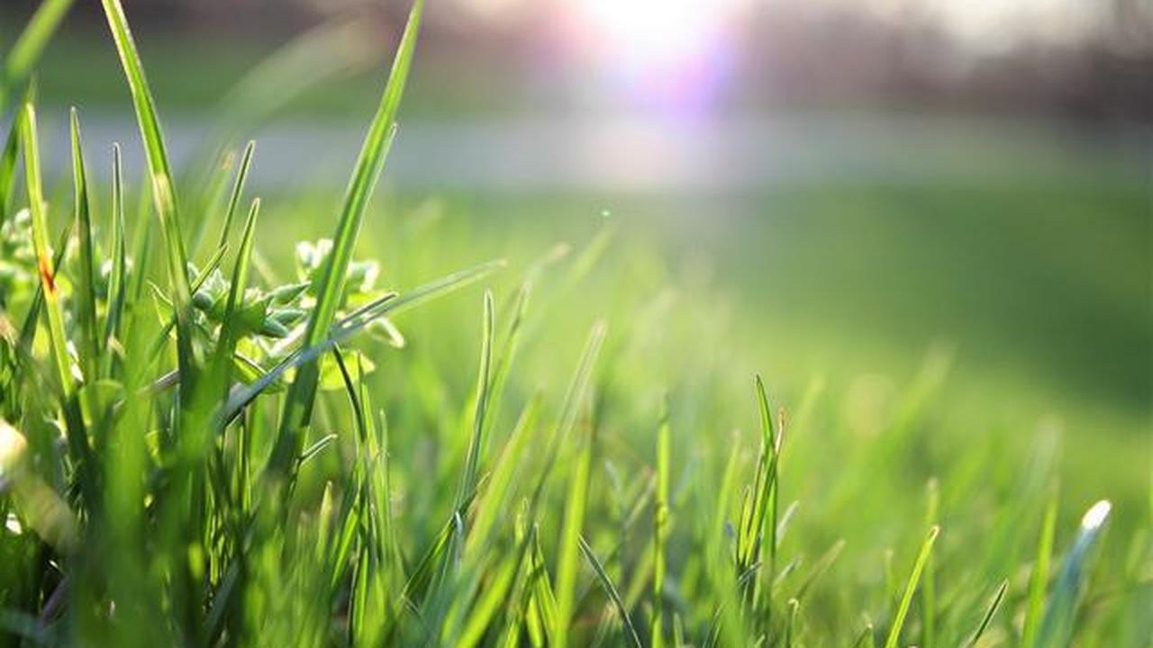 7 Tips Membersihkan Lingkungan agar Ular Sawah Tidak Betah di Sekitar Rumah, Efektif dan Aman