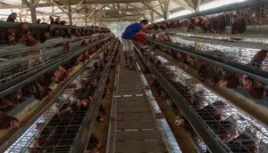 Kementan Tetapkan Harga Acuan Telur Ayam Mulai Pertengahan Juli
