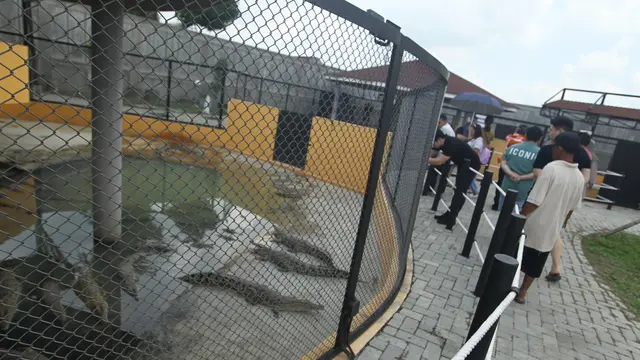 Penangkaran Buaya Asam Kumbang Medan