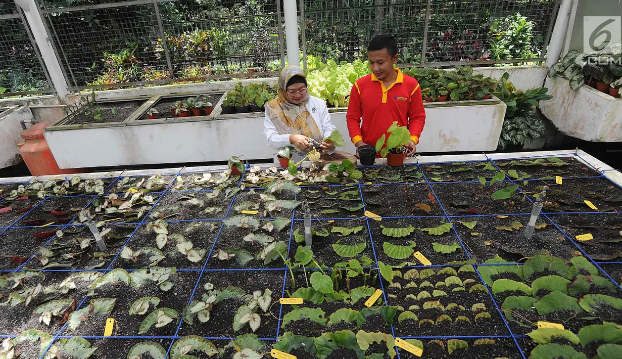 Peneliti tanaman Begonia Hartutiningsih melakukan proses adaptasi Begonia di Kebun Raya, Bogor, Senin (25/2). Kebun Raya Bogor telah mengkoleksi 134 jenis Begonia yang diperoleh dari hasil ekplorasi hutan di Indonesia. (Merdeka.com/Arie Basuki)