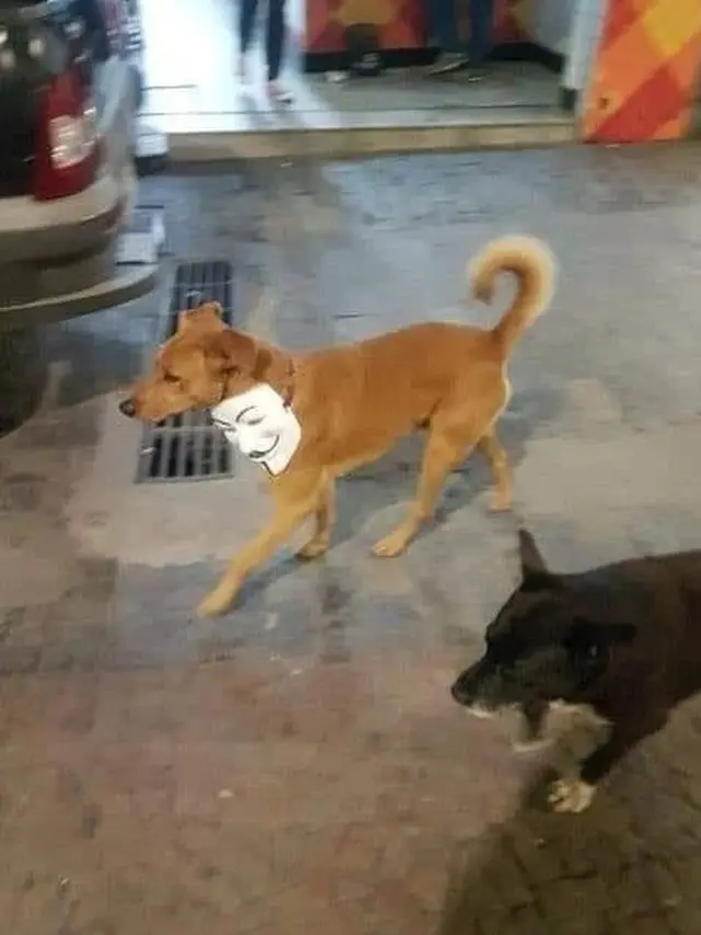 8 Potret Kocak Anjing Saat Asyik Main Ini Bikin Tepuk Jidat
