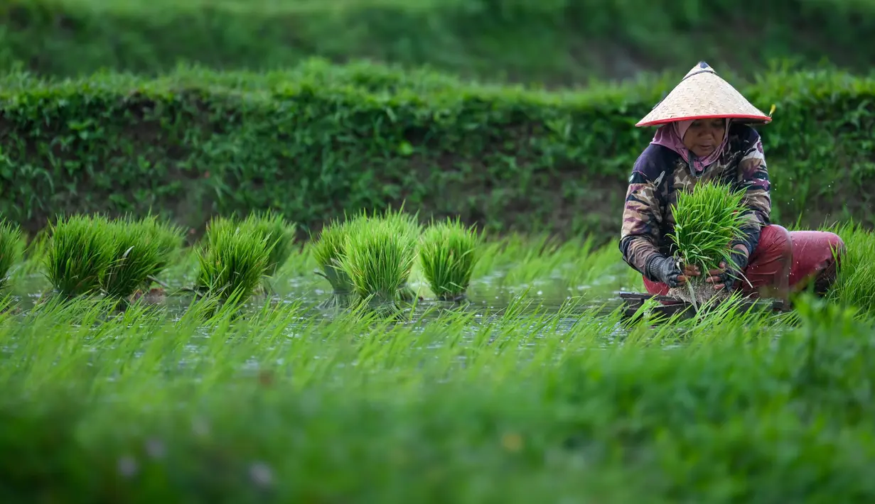 Aktivitas petani saat mencabut bibit padi di sebuah sawah di Japakeh dekat Banda Aceh pada Selasa 14 Januari 2025. (CHAIDEER MAHYUDDIN/AFP)