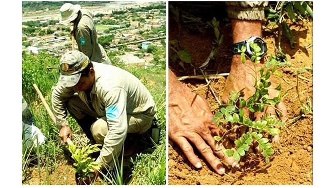 Relawan Instituto Terra yang ikut menanam pohon (Sumber: boredpanda)