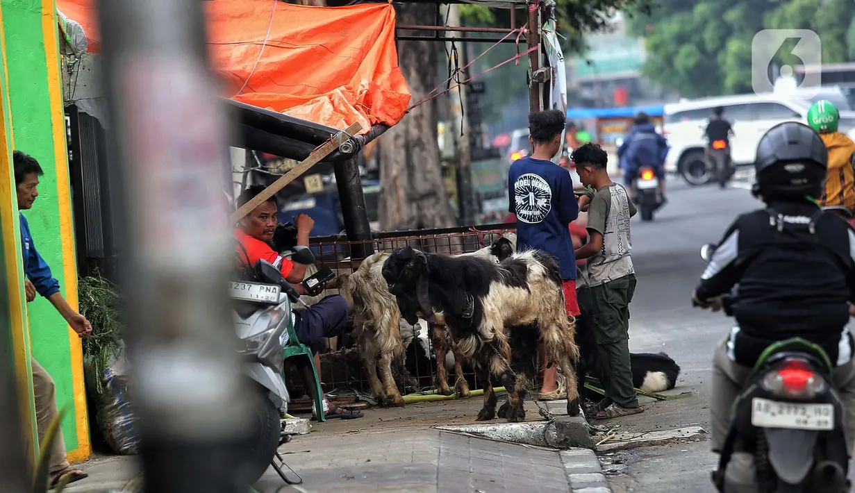 Pedagang hewan kurban memenuhi ruas pedestrian atau trotoar di salah satu jalan di Jakarta, Rabu (4/6/2025). (Liputan6.com/Angga Yuniar)