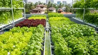 Ide Hidroponik di Rooftop dengan Kombinasi Sayur dan Herbal, Solusi Cerdas Bertani di Lahan Terbatas